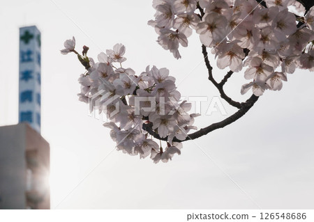 [Sayamaike Park] Beautiful cherry blossoms 126548686
