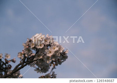 [Sayamaike Park] Beautiful cherry blossoms 126548687