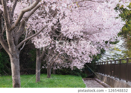 [Sayamaike Park] Cherry blossoms in full bloom 126548832