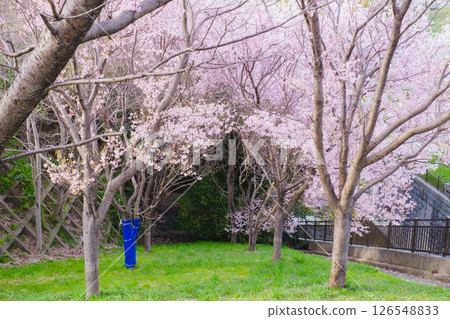 [Sayamaike Park] Cherry blossoms in full bloom 126548833