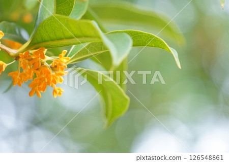 Orange blossoms Sweet osmanthus flowers Orange blossoms Sweet osmanthus flowers 126548861