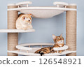 Two pedigree cats are resting on a cat tree. 126548921
