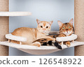 Two pedigree cats are resting on a cat tree. 126548922