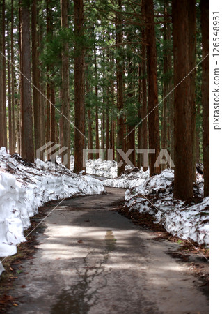 Winding road through snowy forest in early spring 126548931