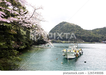京都府伊根町的春天:漁船與櫻花 京都府伊根町的春天:漁船與櫻花 126549006