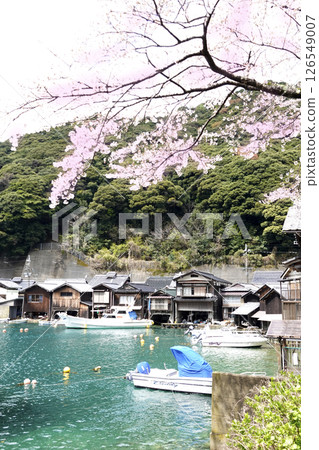 Spring in Ine Town, Kyoto Prefecture, Boathouse Houses Spring in Ine Town, Kyoto Prefecture, Boathouse Houses 126549007