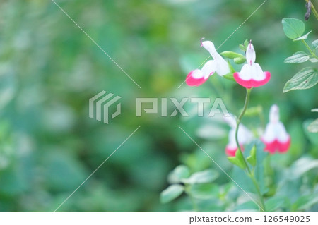 Red and white bicolor flower Cherry sage flower Red and white bicolor flower Cherry sage flower 126549025