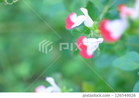 紅白花:櫻桃鼠尾草 紅白花:櫻桃鼠尾草 126549026
