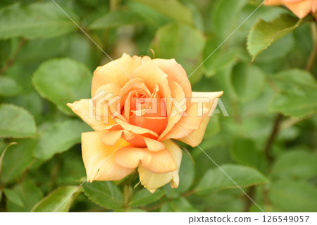 Gorgeous orange spring roses Gorgeous orange spring roses 126549057