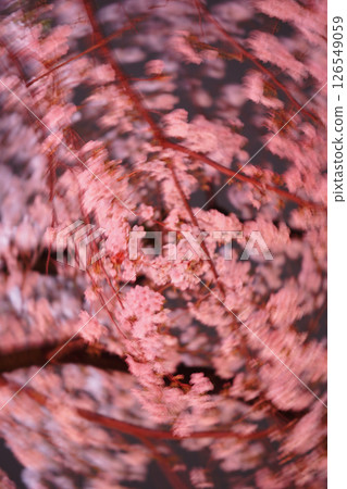 櫻桃萬花筒 櫻桃萬花筒 126549059