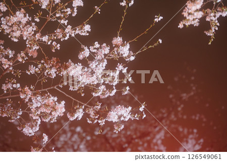 A carpet of cherry blossoms floating in the darkness 126549061