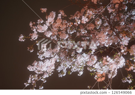 黑暗中漂浮的櫻花毯 黑暗中漂浮的櫻花毯 126549066