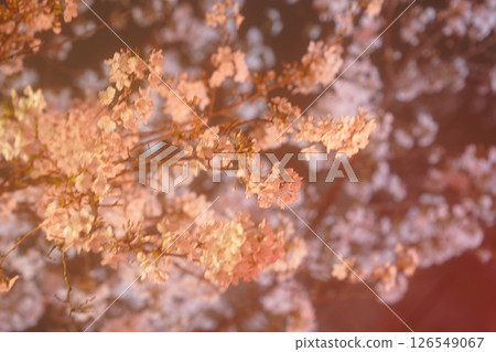 漂浮在水錶面上的櫻花瓣 漂浮在水錶面上的櫻花瓣 126549067