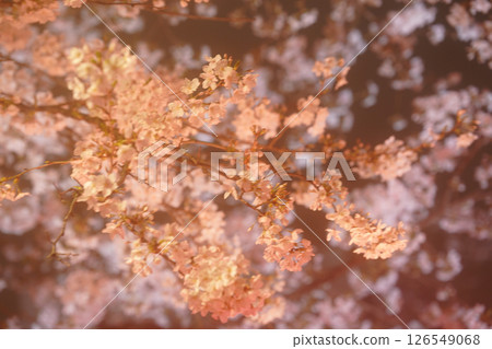 漂浮在水錶面上的櫻花瓣 漂浮在水錶面上的櫻花瓣 126549068