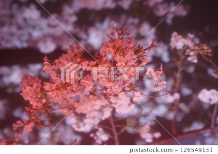 點亮的紅色櫻花 126549131