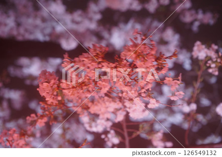 點亮的紅色櫻花 點亮的紅色櫻花 126549132