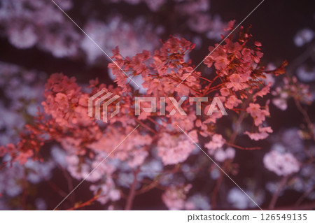 點亮的紅色櫻花 點亮的紅色櫻花 126549135