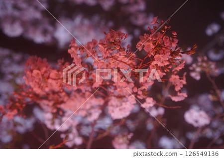 Illuminated red cherry blossoms Illuminated red cherry blossoms 126549136
