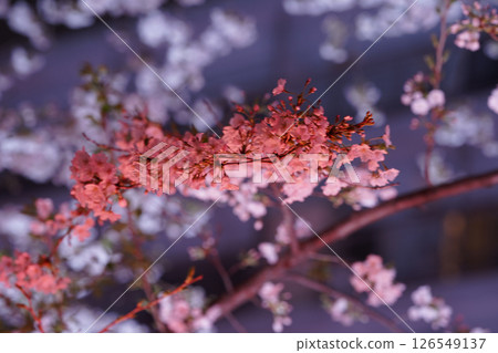 Illuminated red cherry blossoms 126549137
