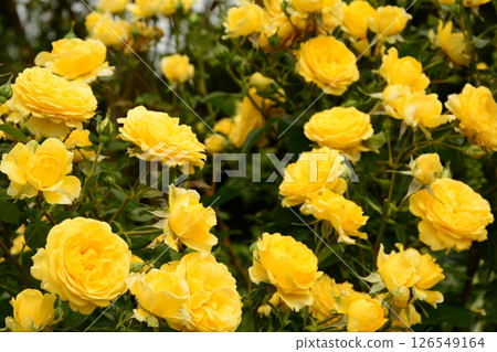 Yellow Rose Flower 126549164