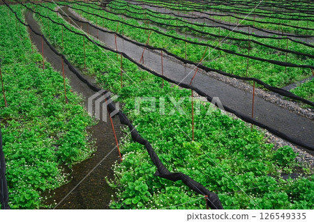 信州安曇野的春天：大王山葵農場的山葵花盛開 126549335