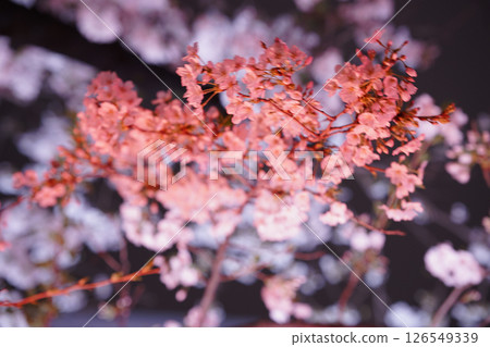 點亮的紅色櫻花 126549339