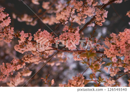 點亮的紅色櫻花 126549340