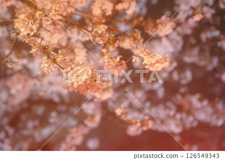 點亮的紅色櫻花 126549343