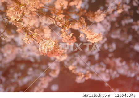 點亮的紅色櫻花 126549345