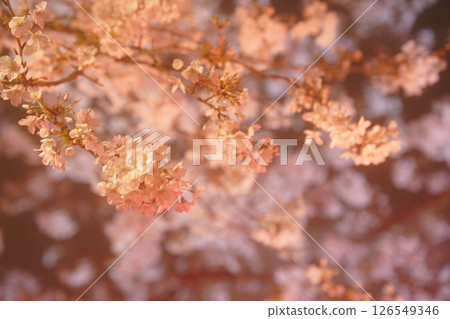 Illuminated red cherry blossoms 126549346