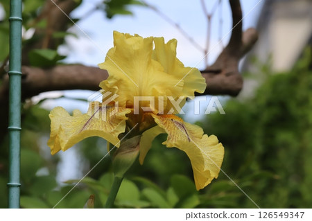 開花在春天庭院裡的黃色德國鳶尾花 126549347