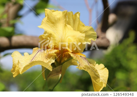 Yellow german iris flower blooming in spring garden 126549348