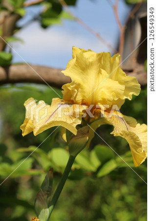 開花在春天庭院裡的黃色德國鳶尾花 126549349