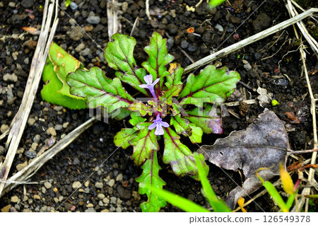 Mount Takasashi in the Tanzawa Mountains: Tachikiransou Mount Takasashi in the Tanzawa Mountains: Tachikiransou 126549378