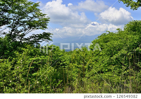 從丹澤山脈的高足山俯瞰雲霧繚繞的富士山 126549382