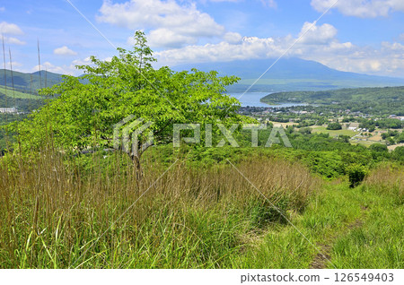 Summer Tanzawa Mountains: Mt. Fuji as seen from Mt. Takasashi 126549403