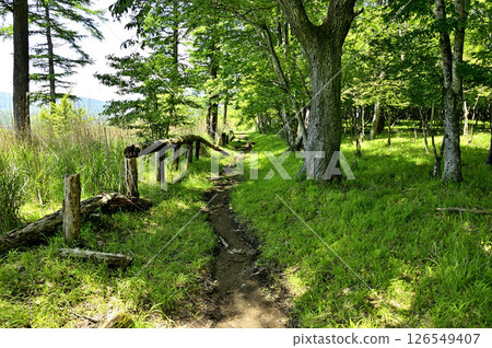 夏季丹澤山脈、高山道路、東海自然步道 夏季丹澤山脈、高山道路、東海自然步道 126549407