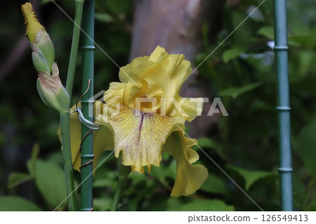開花在春天庭院裡的黃色德國鳶尾花 126549413