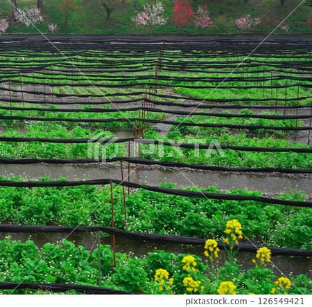 Spring in Azumino, Shinshu: Wasabi flowers blooming at Daio Wasabi Farm Spring in Azumino, Shinshu: Wasabi flowers blooming at Daio Wasabi Farm 126549421
