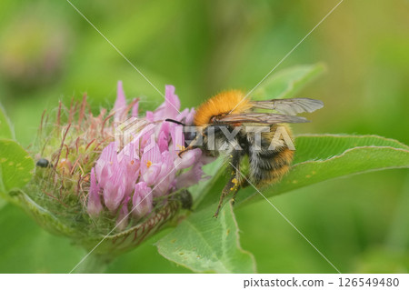 Bumblebee, Bombus pascuorum collects pollen from a vibrant pink clover blossom, highlighting the beauty of pollination. 126549480