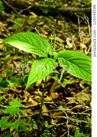 Tanzawa's Teppokinokashira (Myojinyama) - Futari Shizuka 126549506