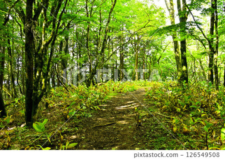 The summit of Mt. Oiwa in Tanzawa, the forest on the Koshu-Kobe border ridge in early summer 126549508