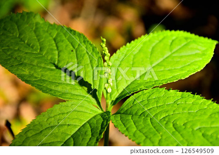 丹澤的大石頭 二靜香 丹澤的大石頭 二靜香 126549509