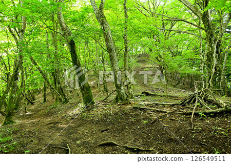 Tanzawa's Fire Peak: Forest on the Koshu-Kobe border ridge 126549511