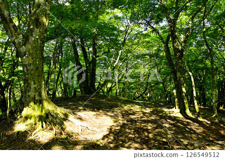 Tanzawa's Fire Peak, the top of the forest Tanzawa's Fire Peak, the top of the forest 126549512