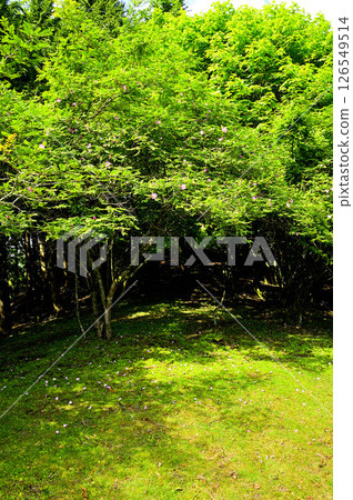 Tanzawa's Himon Peak: Petals of the Japanese rose fluttering down 126549514