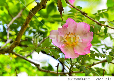 丹澤火門湖的日本玫瑰花開得盛大 丹澤火門湖的日本玫瑰花開得盛大 126549517