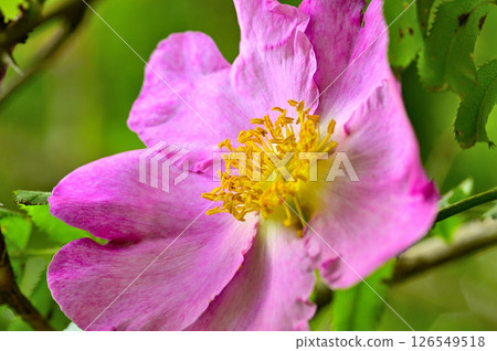 丹澤火門湖的日本玫瑰花開得盛大 丹澤火門湖的日本玫瑰花開得盛大 126549518