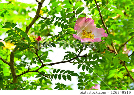 丹澤火門湖的日本玫瑰花開得盛大 126549519