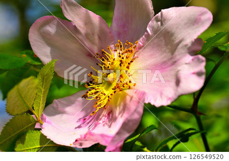 Large flowers of the Japanese rose at Himonho in Tanzawa 126549520
